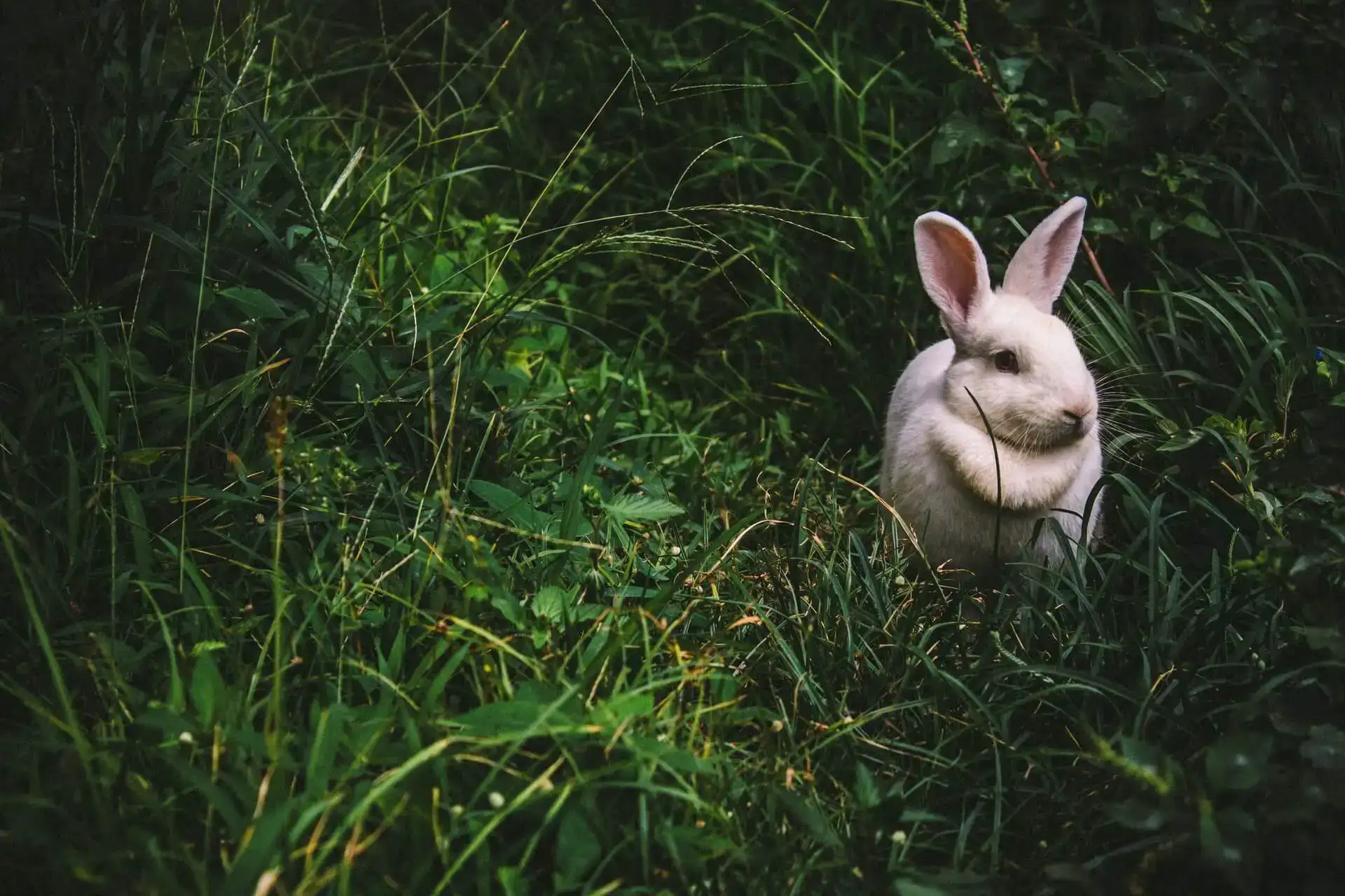 Un lapin blanc dans l'herbe symbolisant le voyage psychédélique des personnes prenant de l'acide pour la première fois