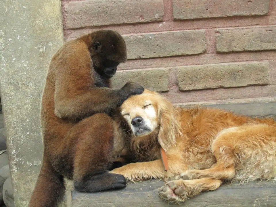 chiens et singes