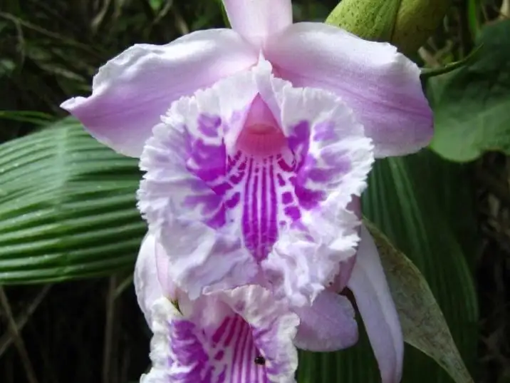 fleurs de l'Équateur