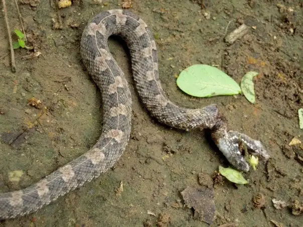 serpents d'Amazonie