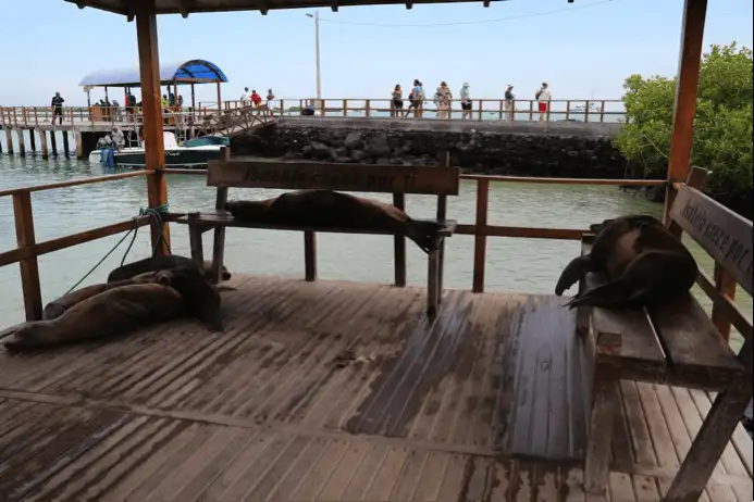 Guide de voyage pas cher aux Galapagos