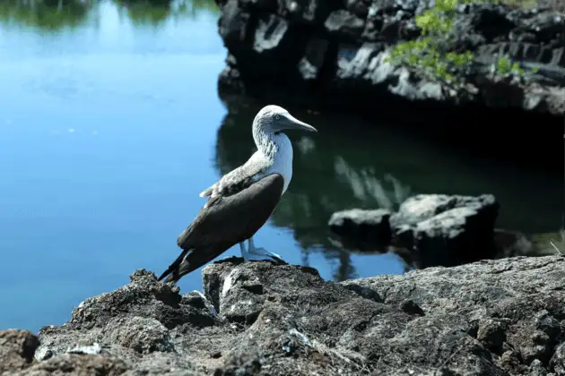 guide de randonnée économique aux Galapagos