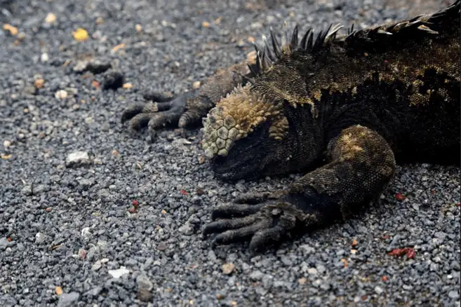 guide de randonnée économique aux Galapagos