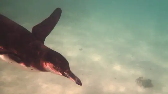 Guide de voyage à petit budget aux Galapagos