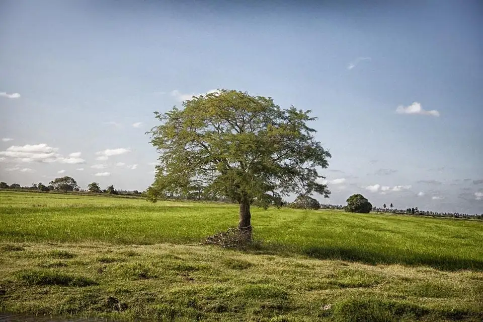 Guyana an toàn để sống