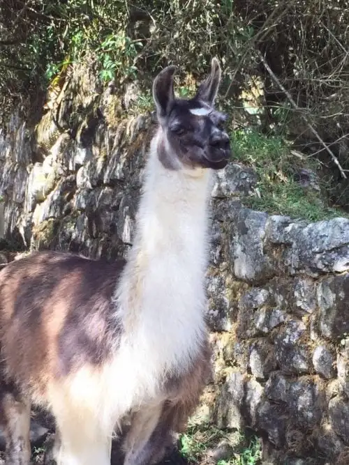Amigos na Trilha Inca para Machu Picchu