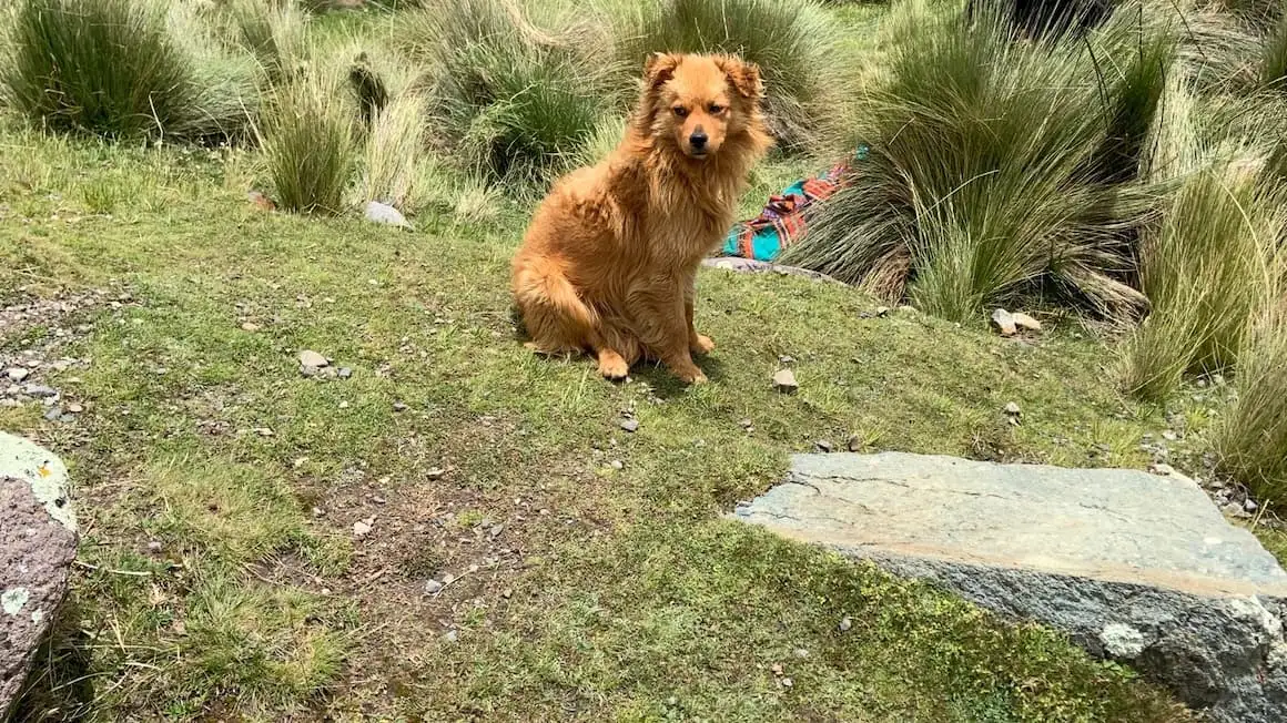 un chien errant assis près d'un buisson au Pérou