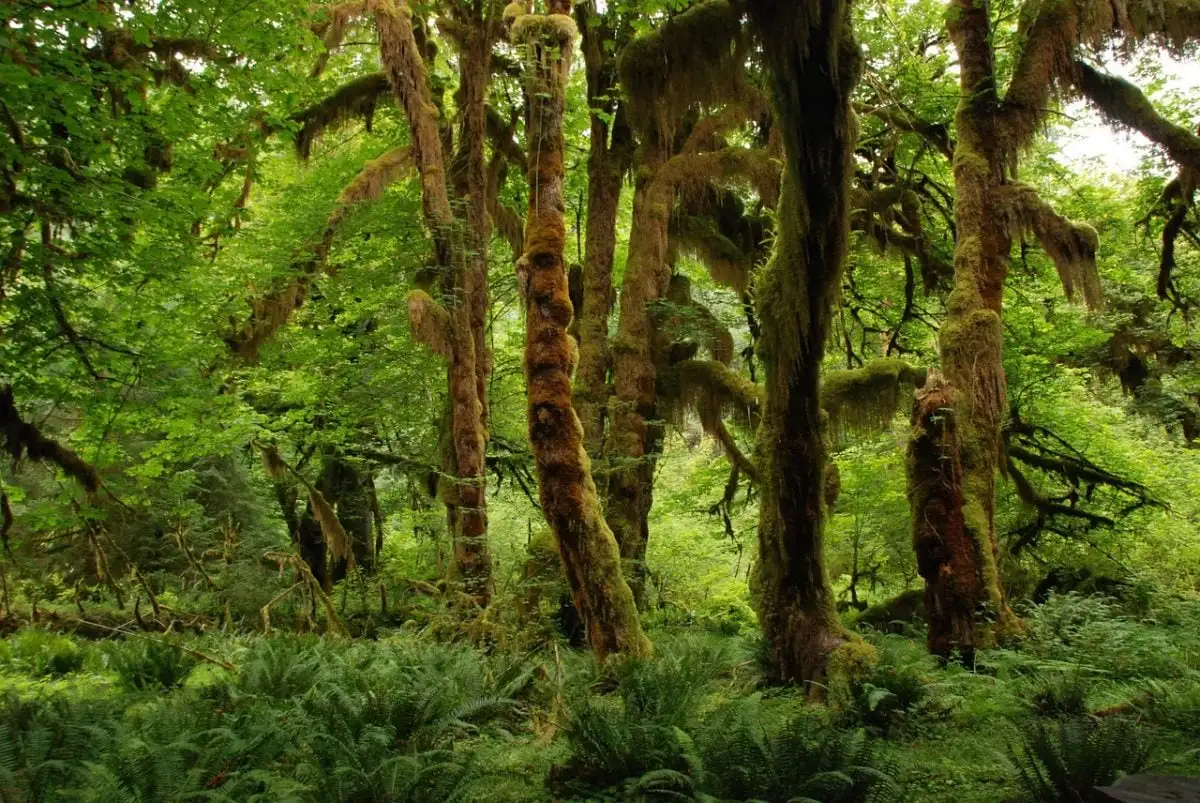incontournable au Pérou - visiter l'Amazonie j