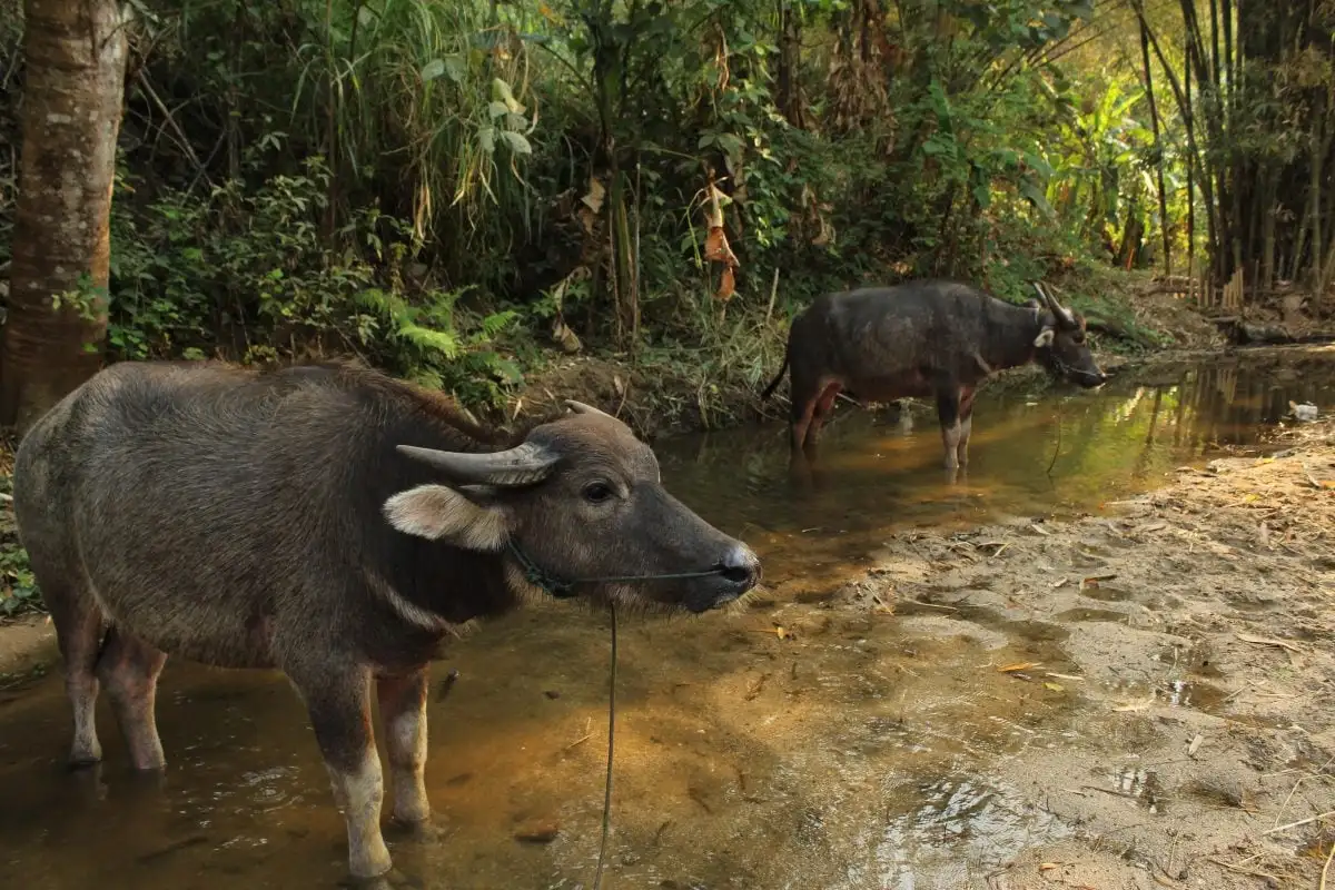 choses à faire dans la jungle des buffles d'eau de Pai