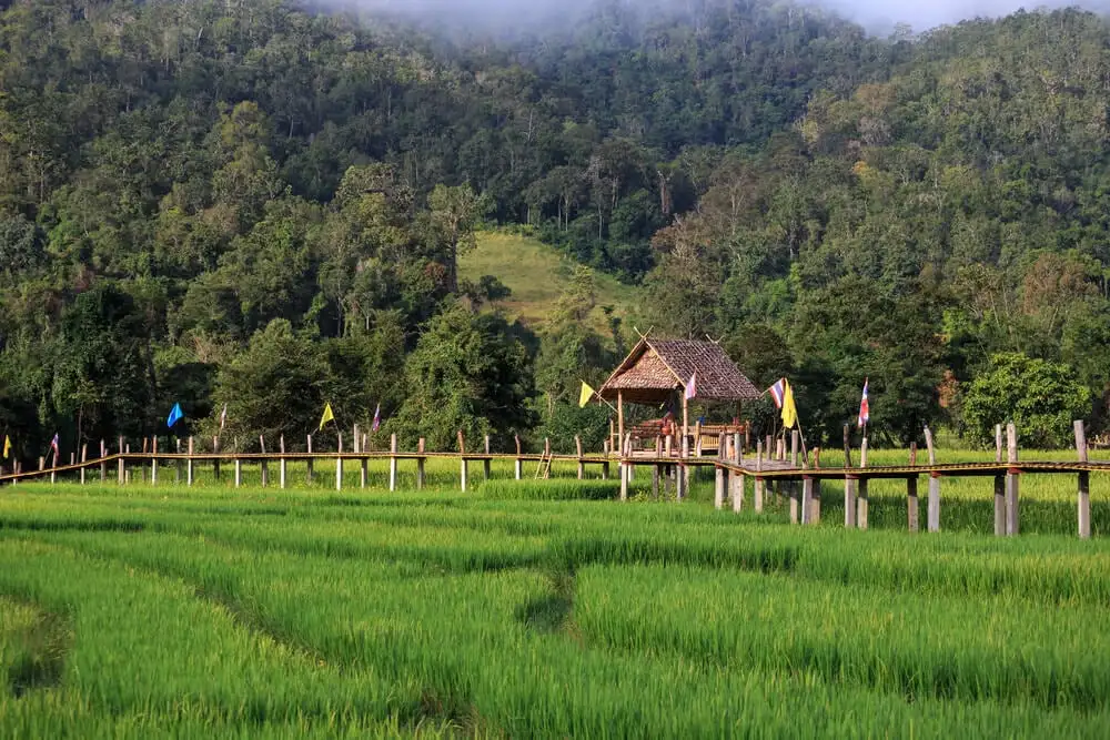 Ponts de bambou, Pai