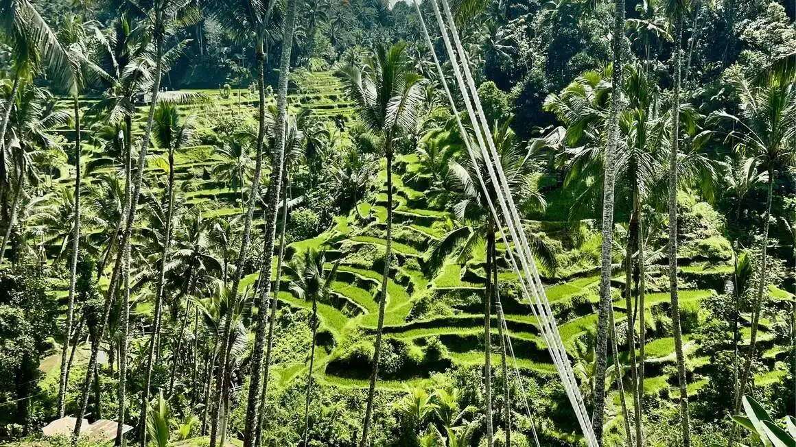Rizières à Ubud, Bali, Indonésie