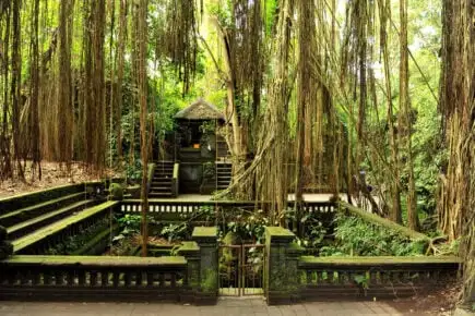 FORÊT DES SINGES