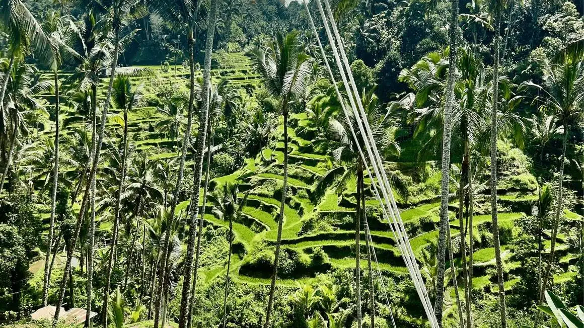 Rizières à Ubud, Bali, Indonésie