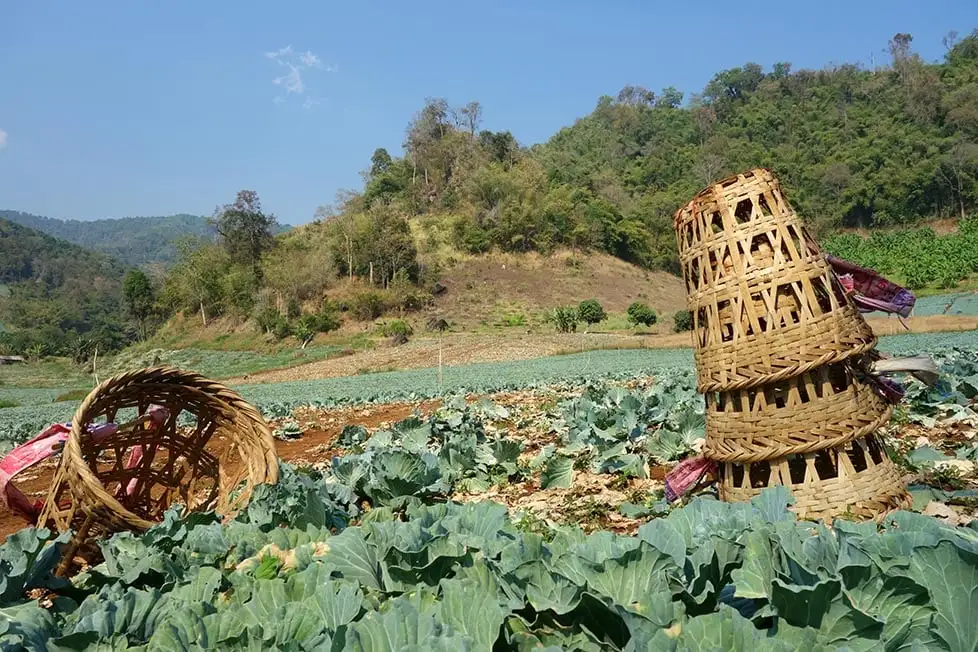 Cestas de agricultores em um campo de repolhos nas montanhas perto de Chiang Mai, Tailândia