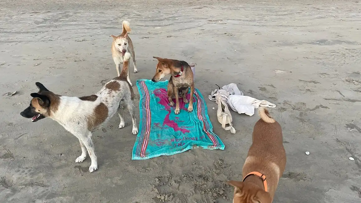 dani na baía de kantiang, koh lanta, tailândia