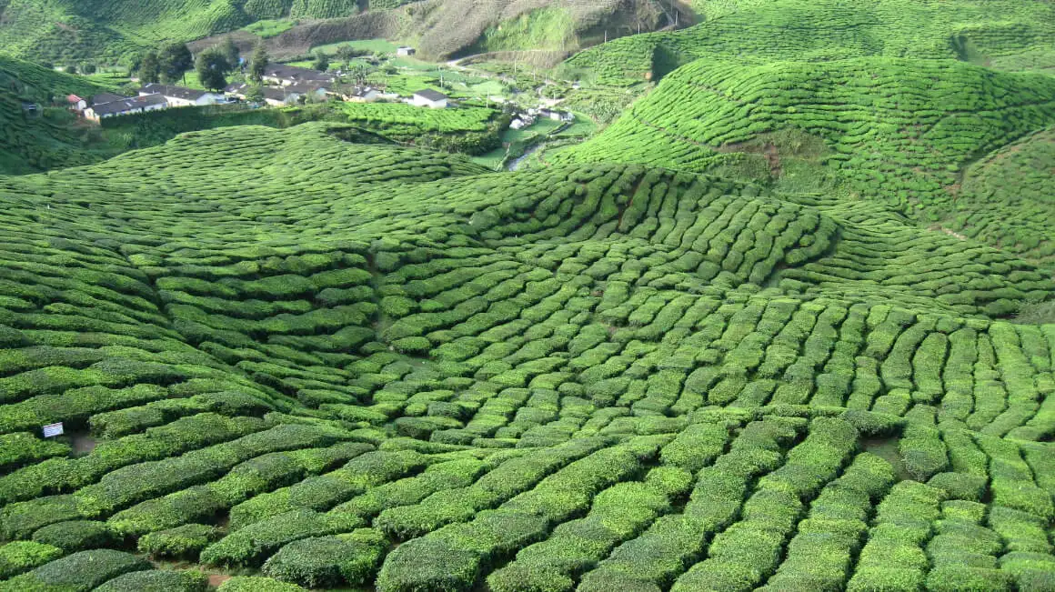 Brinchang Malaysia