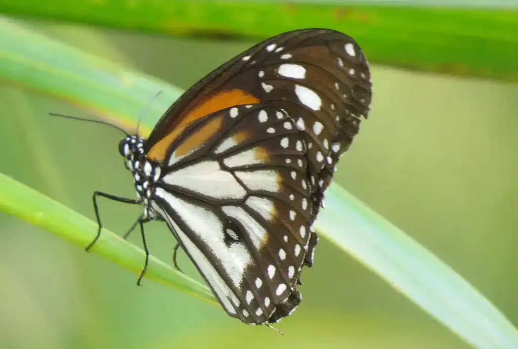 Banteay Srey Butterfly Center