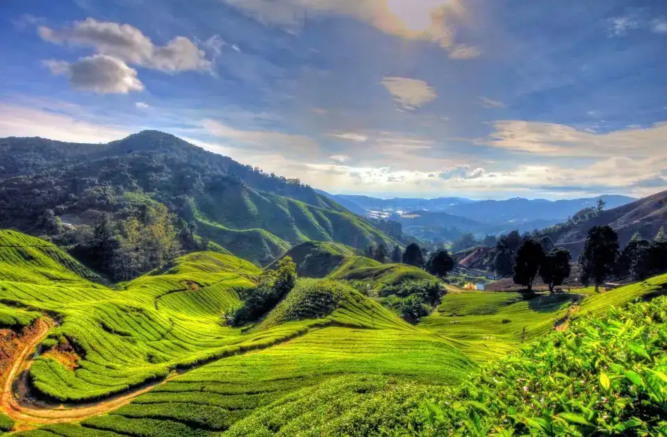 Private Ganztagestour durch die Cameron Highlands