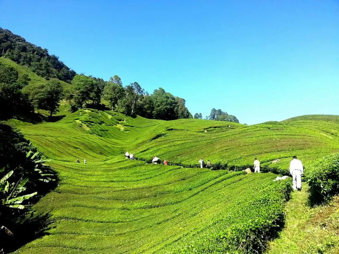 Bermbun Dağı, Malezya