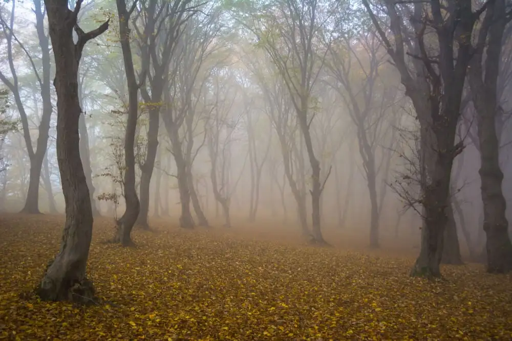 Bosque de Hoia-Baciu