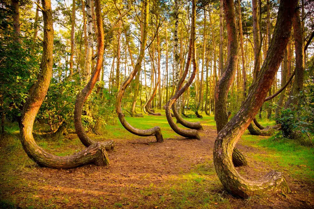 Bosque Torcido Polonia