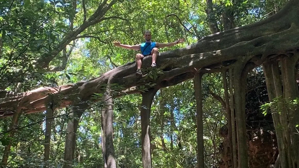 Racines d'arbres suspendues à Monteverde