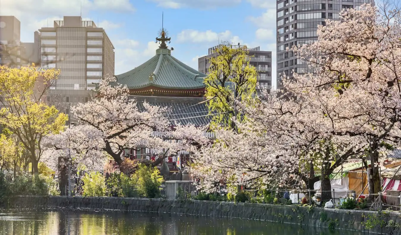 Flores de cerejeira com vista para um lago no Parque Ueno na ensolarada Tóquio, Japão