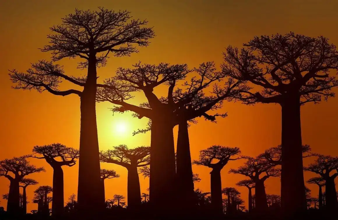 Els millors viatges a Madagascar - EPIC Tours per al 2024
