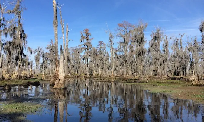 Bažina a stromy Bayou v Louisianě