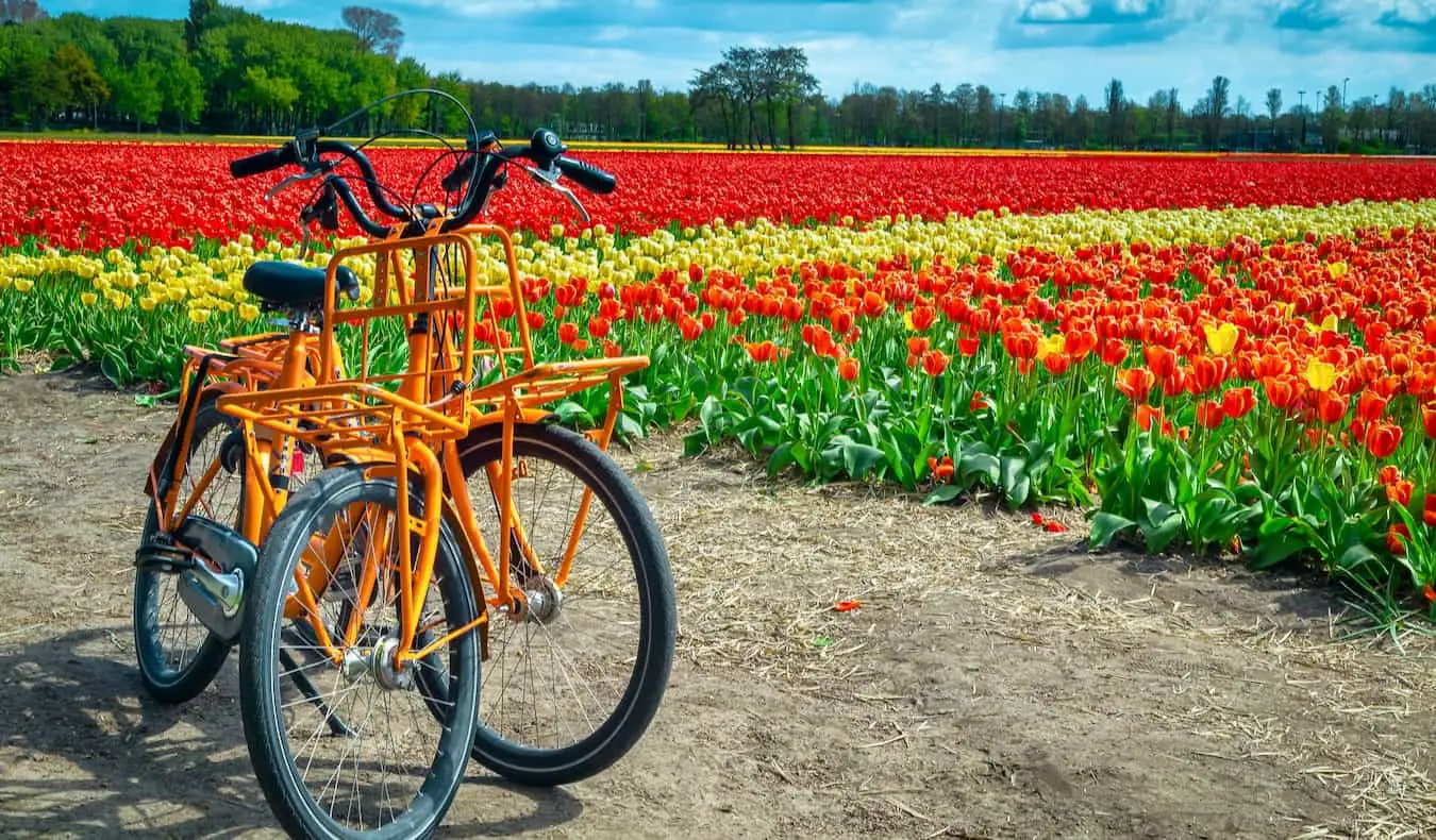 Bicicletas em Amsterdã estacionadas perto de um campo de tulipas brilhantes e coloridas
