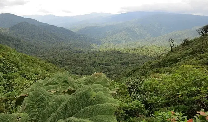 la jungle au Costa Rica près d'Arenal