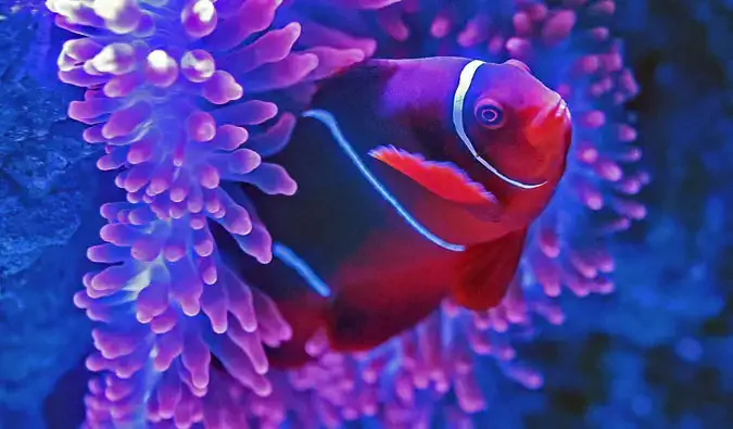 Os lindos e coloridos peixes da Grande Barreira de Corais na Austrália