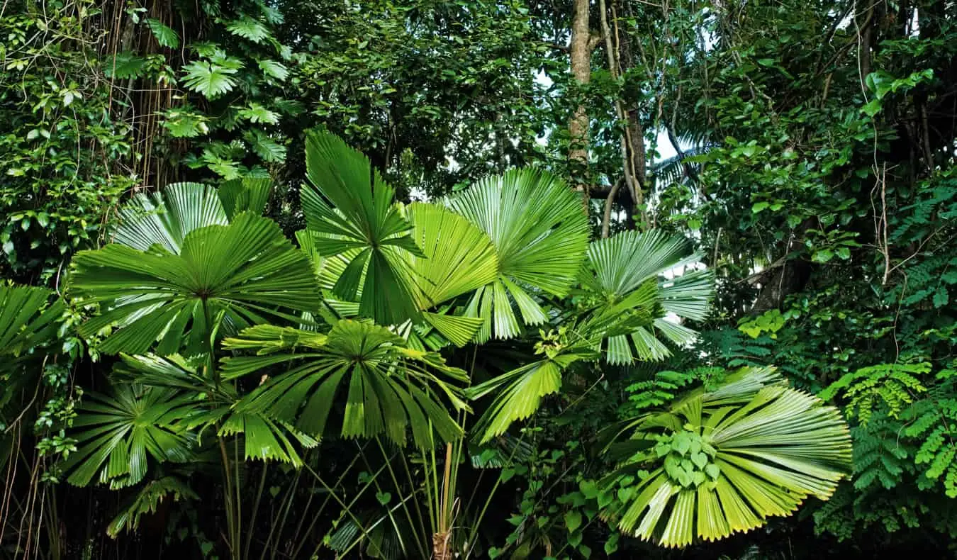 As exuberantes selvas verdes da Austrália