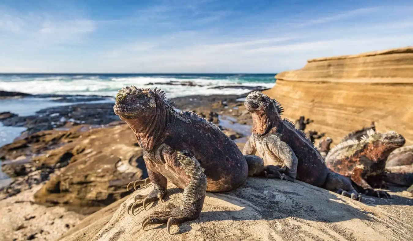 Três grandes iguanas marinhas sobre as rochas nas Ilhas Galápagos, no Equador