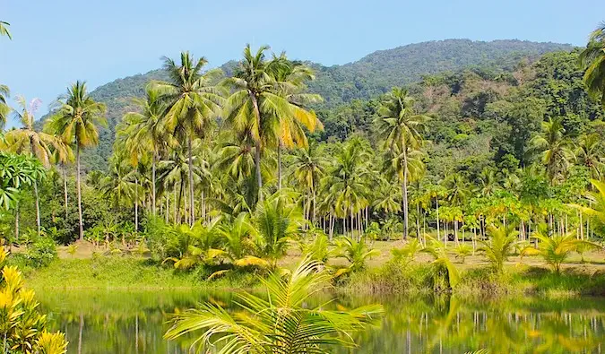 Jungle verte et luxuriante en Thaïlande