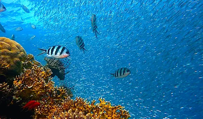 Plonger avec des poissons dans les eaux bleu foncé