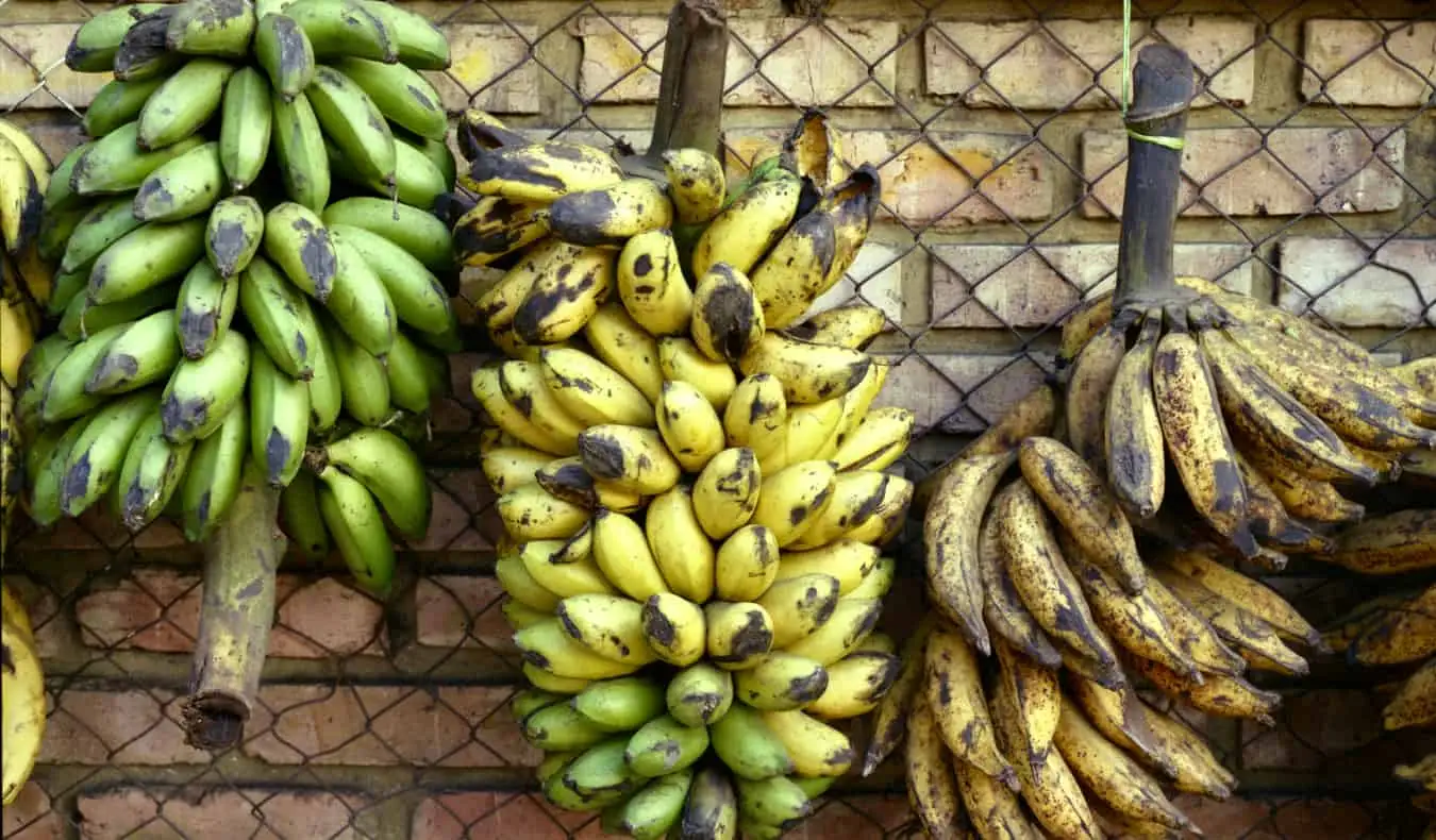 Régimes de bananes à Bogota, Colombie