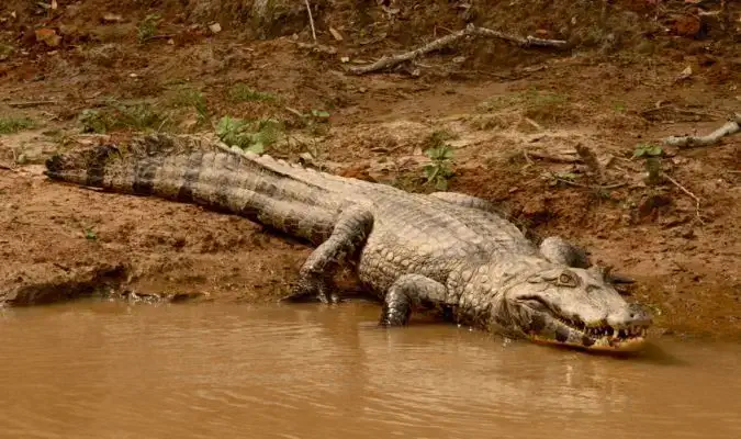 Un grand alligator près de l'eau