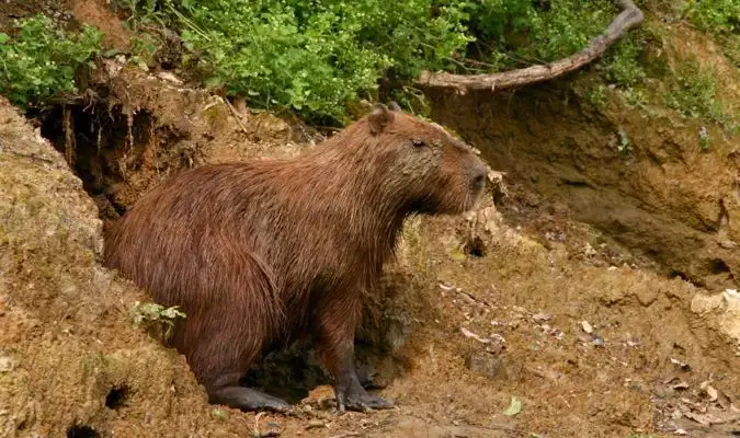 Un capybara brun à la recherche de prédateurs en Bolivie