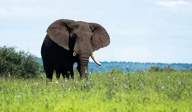 Fotografie slona ze safari v Krugerově národním parku v Jižní Africe