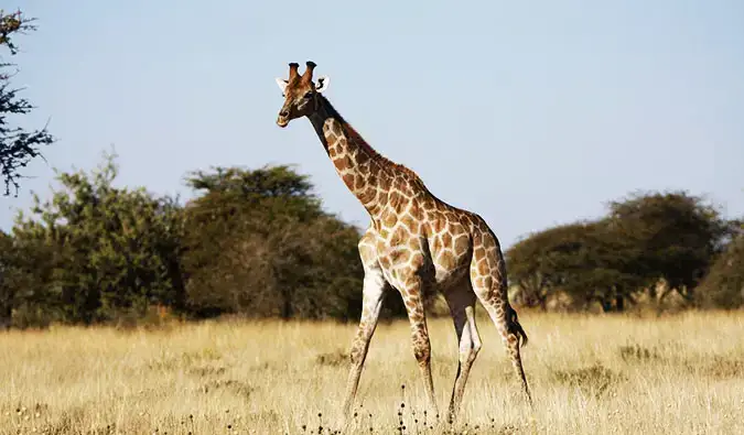 Úžasná fotka ze safari v národním parku Etosha v Namibii