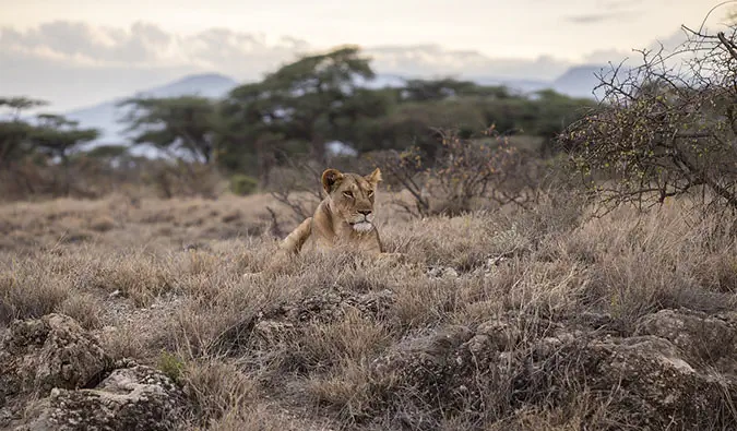Národní park Serengeti a národní park Masai Mara v Tanzanii a Keni