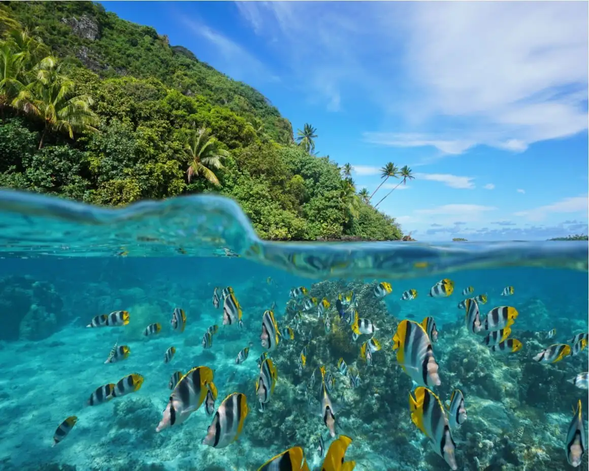 A água azul clara está cheia de peixes no oceano Pacífico.