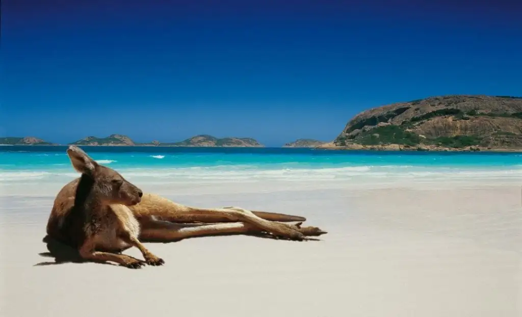 Canguru relaxando na praia da Austrália