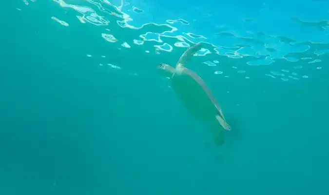 Uma tartaruga marinha nadando nas águas cristalinas das Ilhas Virgens