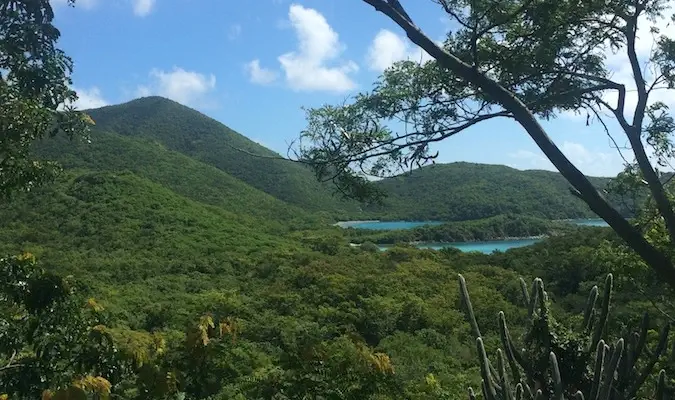 A exuberante selva perto da costa ao redor da Reef Bay Trail em St. John, USVI