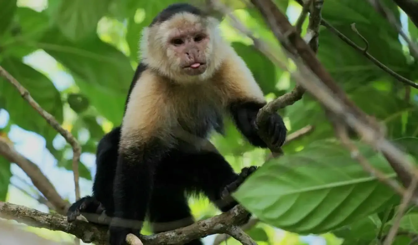 Singe assis sur une branche avec sa langue qui sort dans le parc national Cahuita, Costa Rica
