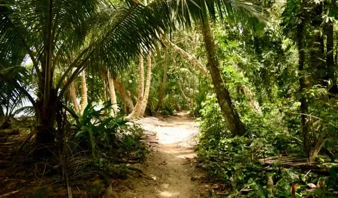 Le chemin à travers les jungles luxuriantes de Tortuguero au Costa Rica