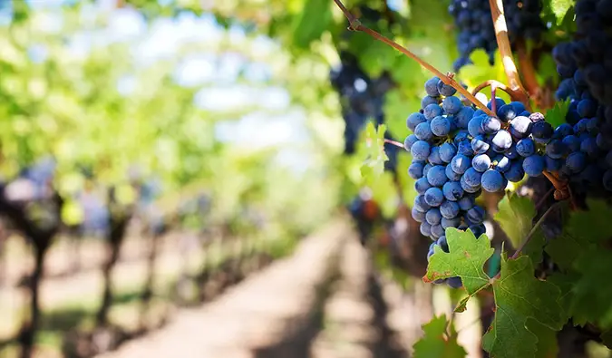 Les 8 meilleurs circuits viticoles de Napa
