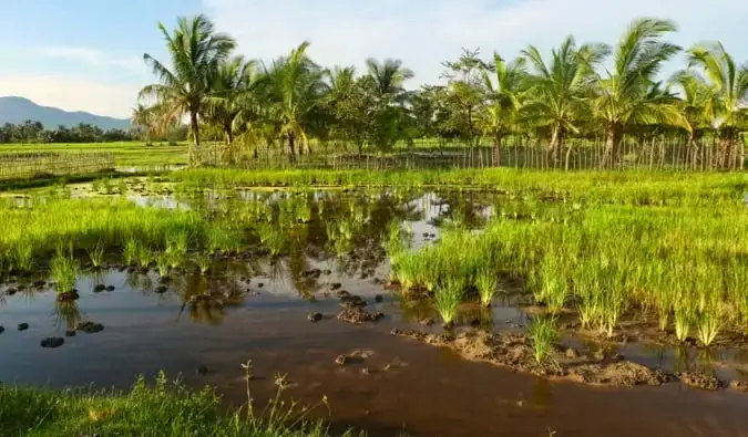 Les champs verdoyants entourant Kampot au Cambodge